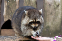 InstaMeet_Wildpark_ccbysa_tl_20230923-10