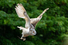 InstaMeet_Wildpark_ccbysa_tl_20230923-6