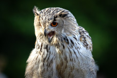 InstaMeet_Wildpark_ccbysa_tl_20230923-8