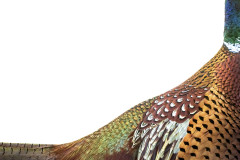 Fasan-Gigapixel-60-x-90-300-dpi