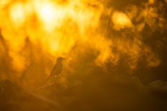 Wildtierfotografie-Podcast-Folge-21-David-Stenitzer_1