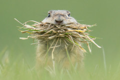 Wildtierfotografie-Podcast-Folge-21-David-Stenitzer_2