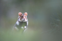 Wildtierfotografie-Podcast-Folge-21-David-Stenitzer_3