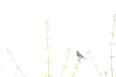Wildtierfotografie-Podcast-Folge-21-David-Stenitzer_4