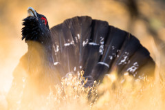 GunnarDreslerAikoPodcast-18