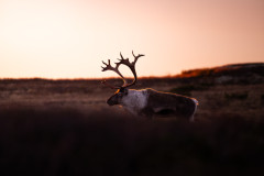 GunnarDreslerAikoPodcast-26