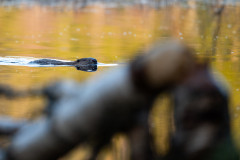 GunnarDreslerAikoPodcast-9