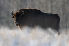 AikoSukdolak_DSC_1206-Kopie