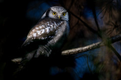 AikoSukdolak_DSC_2227-Kopie