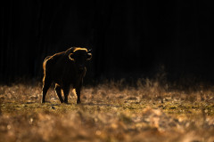 AikoSukdolak_DSC_3233-2-Kopie