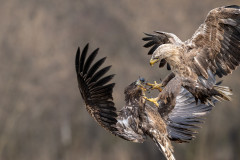 AikoSukdolak_DSC_4342-Kopie