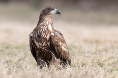 AikoSukdolak_DSC_5592-Kopie