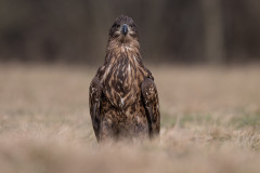 AikoSukdolak_DSC_5808-Kopie