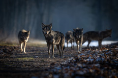 AikoSukdolak_DSC_8329-Verbessert-RR-Kopie