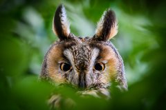 1_20170613-20170613-DSC_8572-Aiko_Sukdolak_NaturUndWildtierfotografie_WaldohrEule