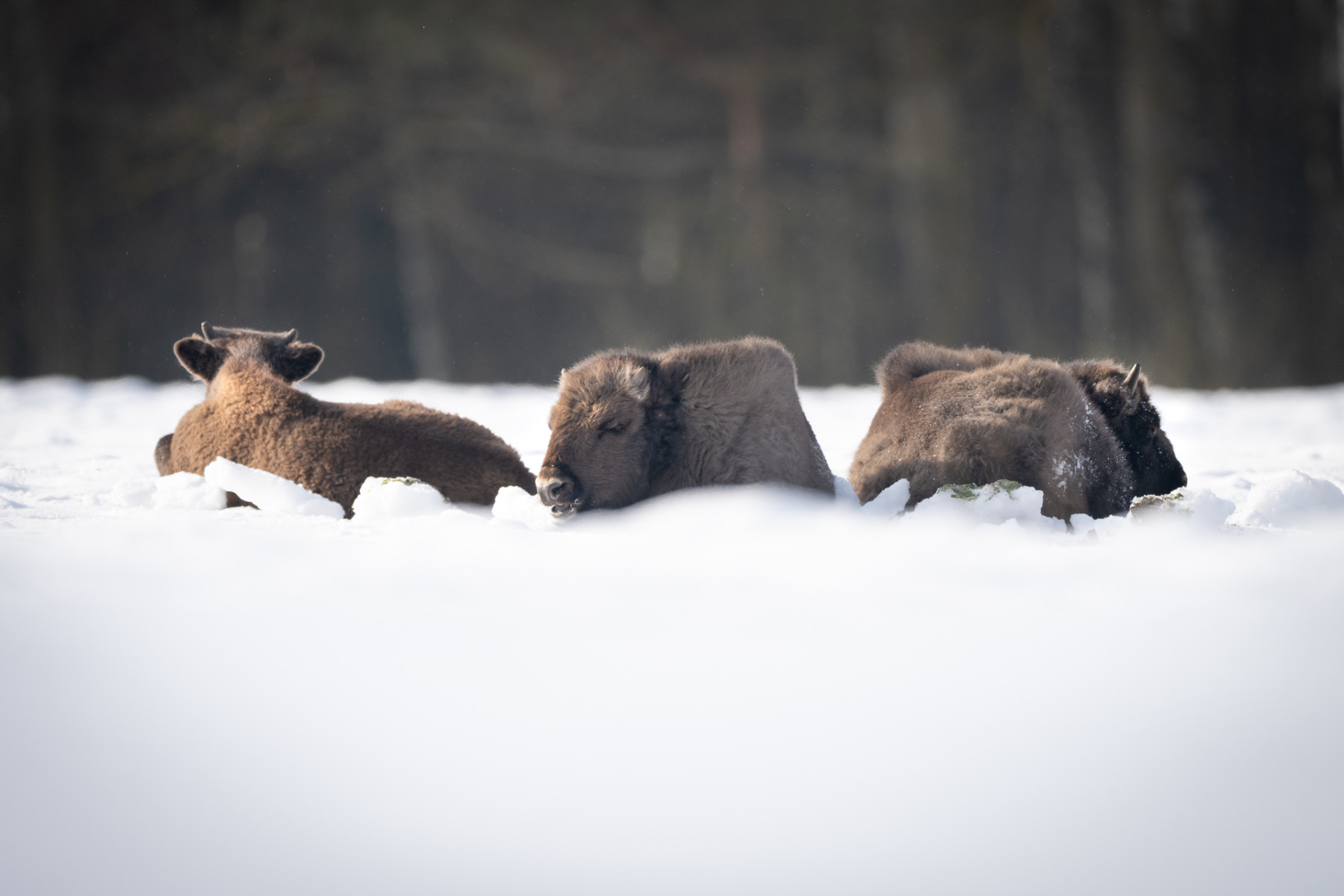 Aiko_Sukdolak-Fotoreise-Polen-0666 Aiko_Sukdolak-Fotoreise-Polen-0666