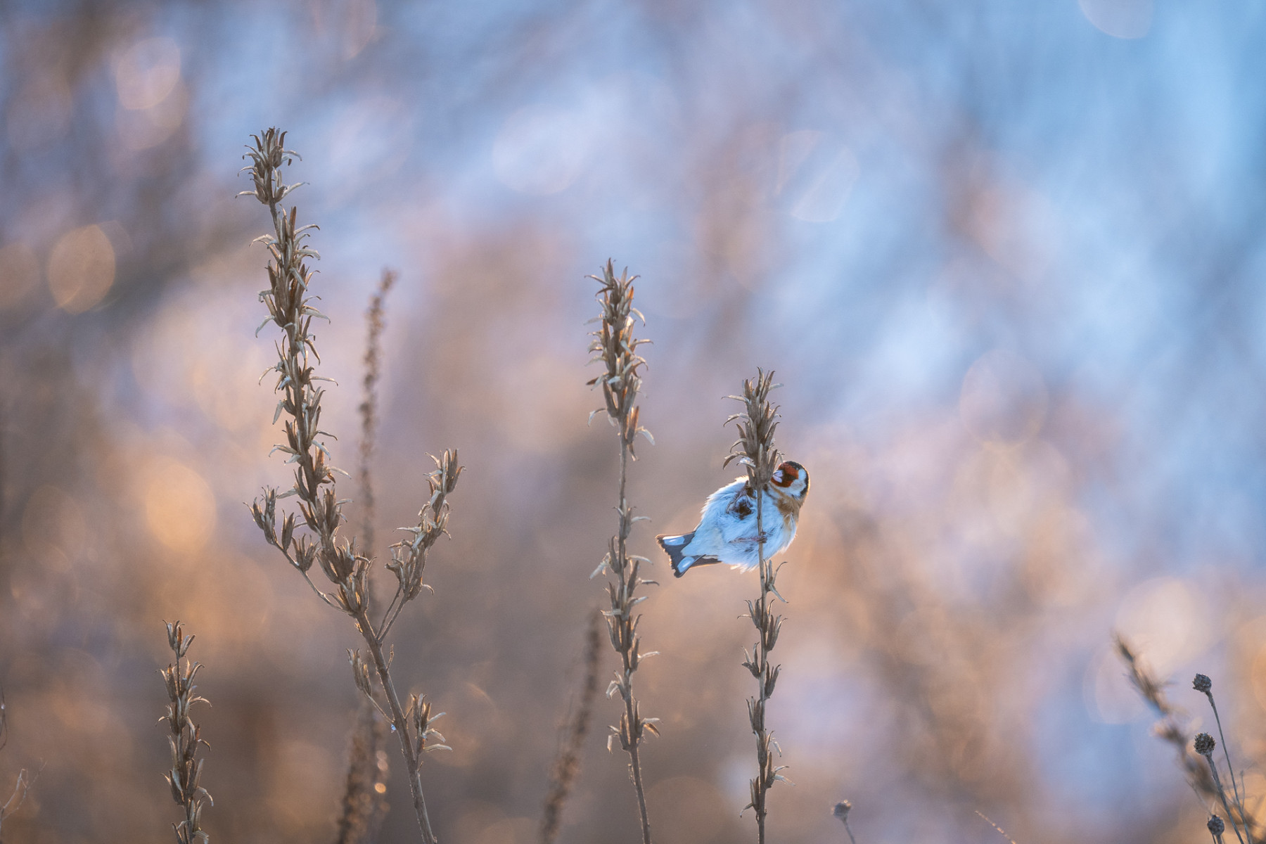Aiko_Sukdolak-Fotoreise-Polen-1161 Aiko_Sukdolak-Fotoreise-Polen-1161