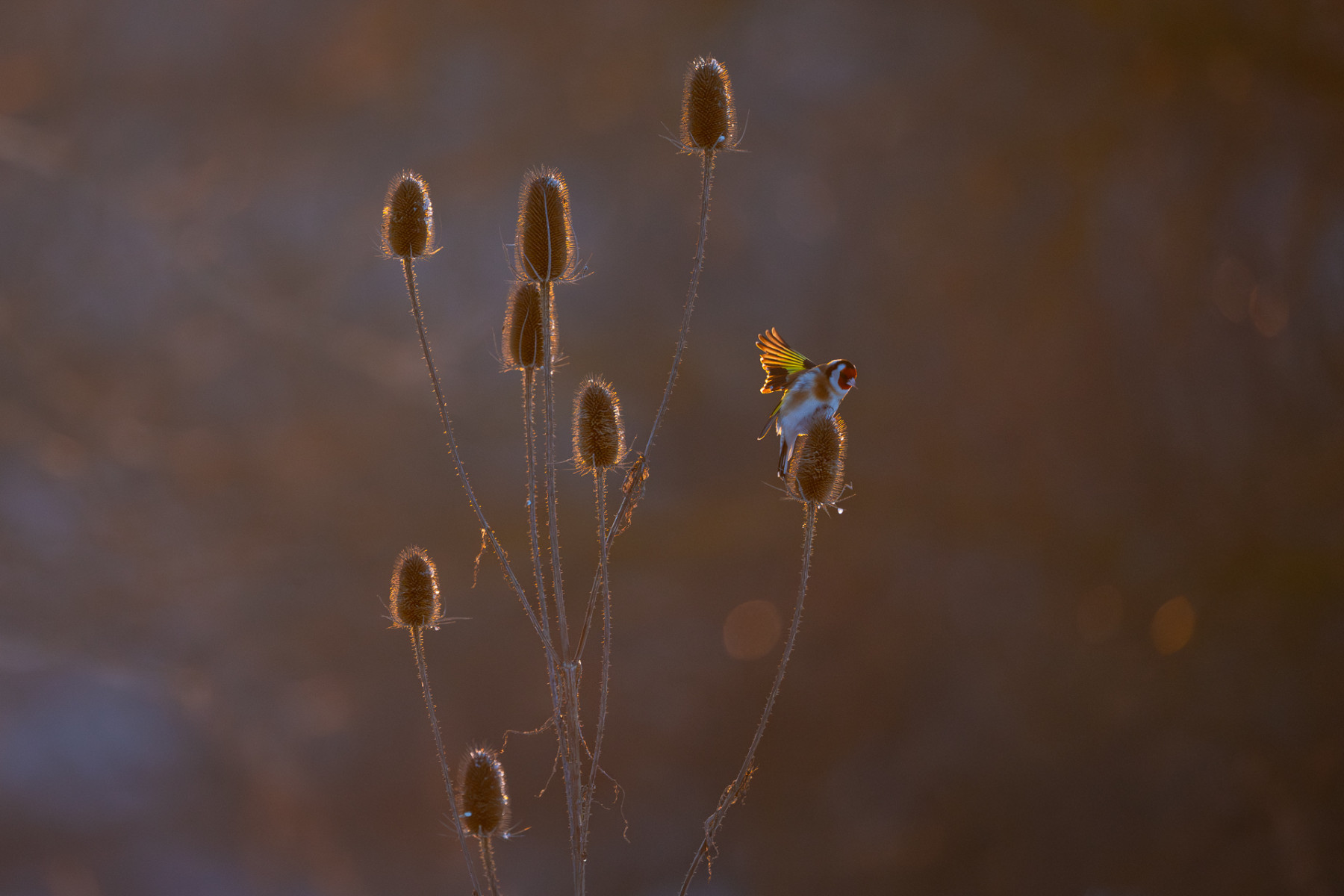 Aiko_Sukdolak-Fotoreise-Polen-1585 Aiko_Sukdolak-Fotoreise-Polen-1585