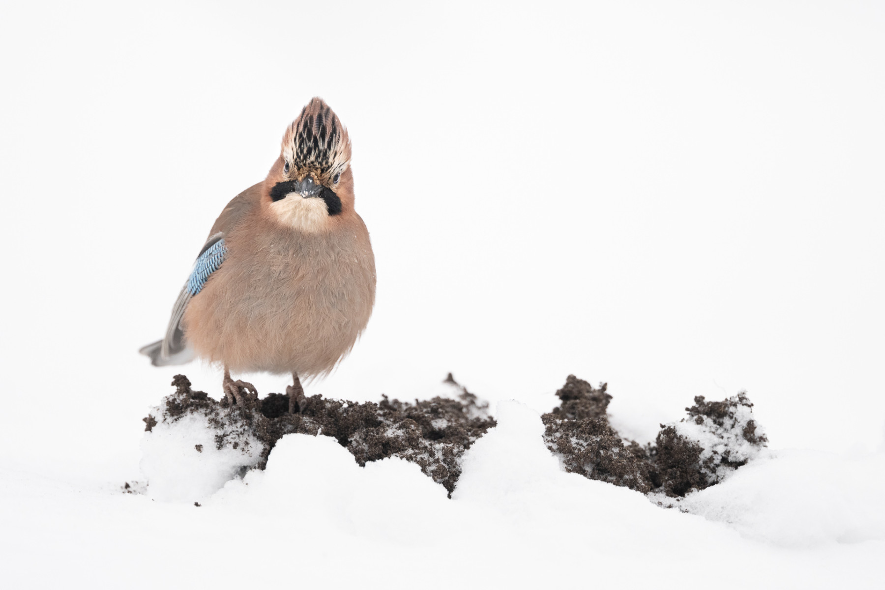 Aiko_Sukdolak-Fotoreise-Polen-3885 Aiko_Sukdolak-Fotoreise-Polen-3885