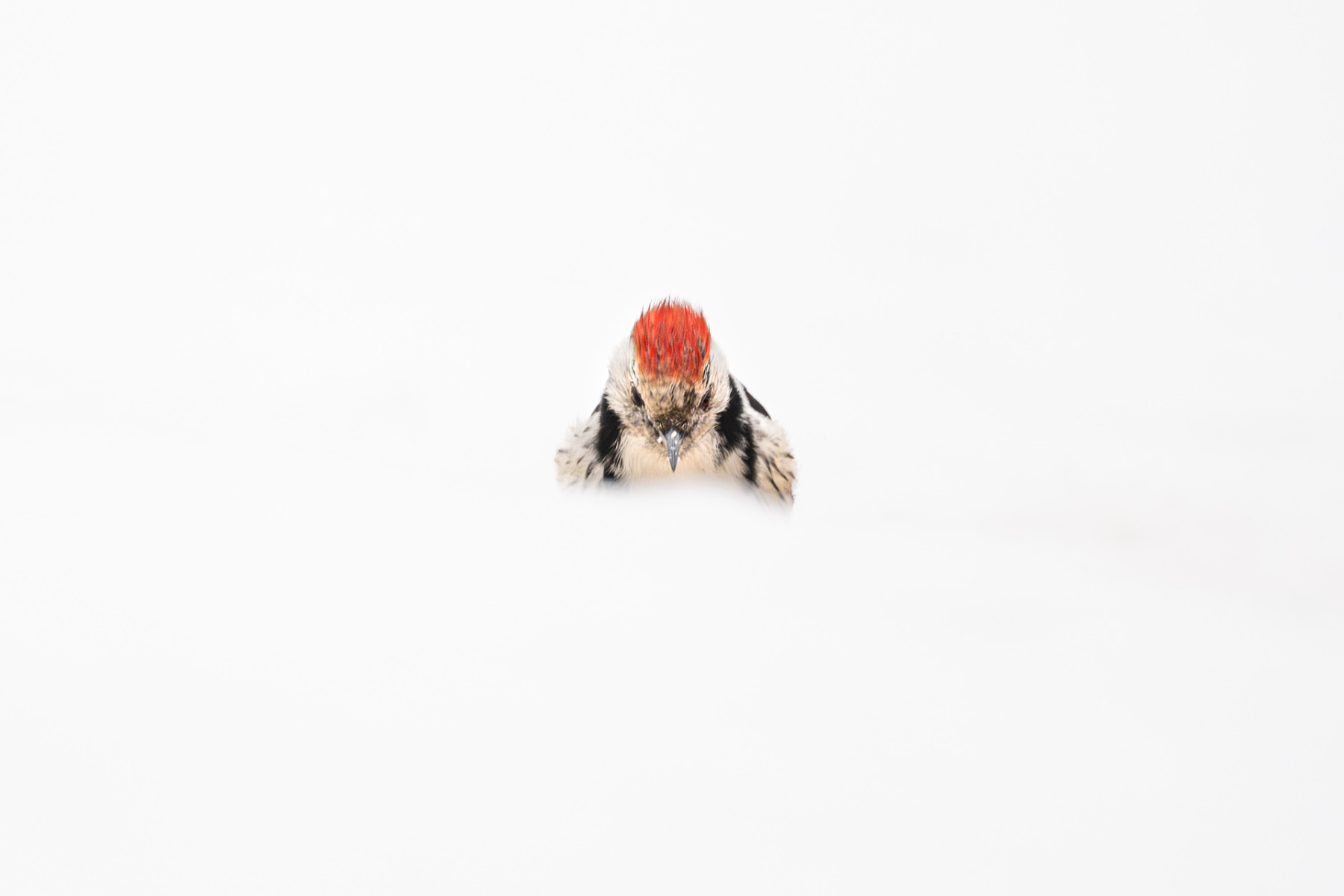 Aiko_Sukdolak-Fotoreise-Polen-7731 Aiko_Sukdolak-Fotoreise-Polen-7731