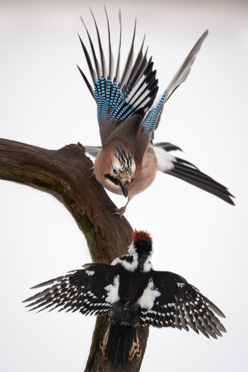 Aiko_Sukdolak-Fotoreise-Polen-8342 Aiko_Sukdolak-Fotoreise-Polen-8342