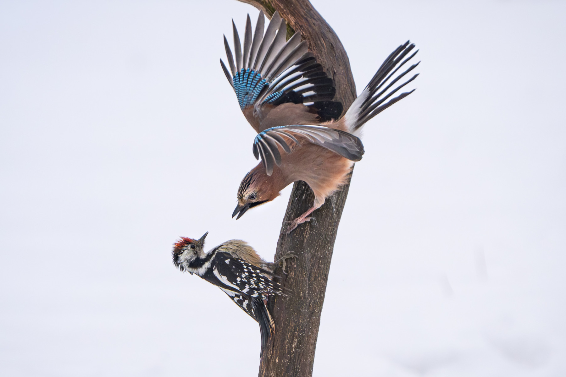 Aiko_Sukdolak-Fotoreise-Polen-8885 Aiko_Sukdolak-Fotoreise-Polen-8885