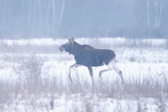 Aiko_Sukdolak-Fotoreise-Polen-0003