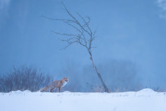 Aiko_Sukdolak-Fotoreise-Polen-0257