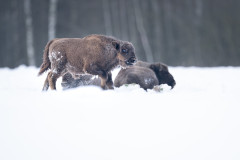 Aiko_Sukdolak-Fotoreise-Polen-0500