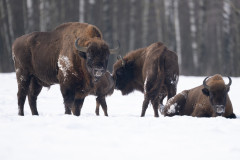 Aiko_Sukdolak-Fotoreise-Polen-0627