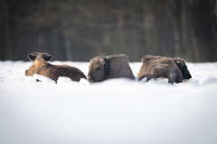 Aiko_Sukdolak-Fotoreise-Polen-0666