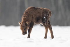 Aiko_Sukdolak-Fotoreise-Polen-0691-2