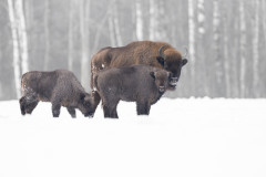 Aiko_Sukdolak-Fotoreise-Polen-0759