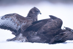 Aiko_Sukdolak-Fotoreise-Polen-1058