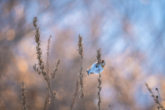 Aiko_Sukdolak-Fotoreise-Polen-1161