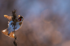 Aiko_Sukdolak-Fotoreise-Polen-1187-2