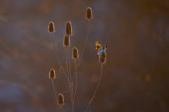 Aiko_Sukdolak-Fotoreise-Polen-1585