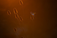 Aiko_Sukdolak-Fotoreise-Polen-1725