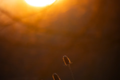 Aiko_Sukdolak-Fotoreise-Polen-1898