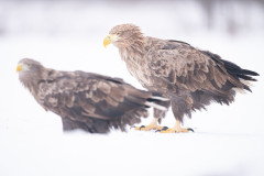 Aiko_Sukdolak-Fotoreise-Polen-1925