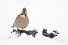 Aiko_Sukdolak-Fotoreise-Polen-3885