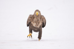 Aiko_Sukdolak-Fotoreise-Polen-6883