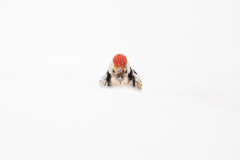 Aiko_Sukdolak-Fotoreise-Polen-7731