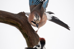 Aiko_Sukdolak-Fotoreise-Polen-8342