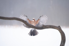 Aiko_Sukdolak-Fotoreise-Polen-8741