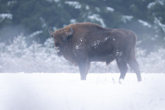 Aiko_Sukdolak-Fotoreise-Polen-8869