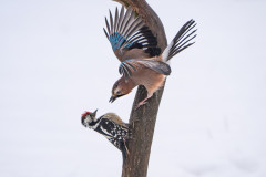 Aiko_Sukdolak-Fotoreise-Polen-8885