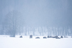 Aiko_Sukdolak-Fotoreise-Polen-8919