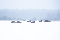 Aiko_Sukdolak-Fotoreise-Polen-9075