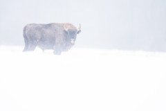 Aiko_Sukdolak-Fotoreise-Polen-9362